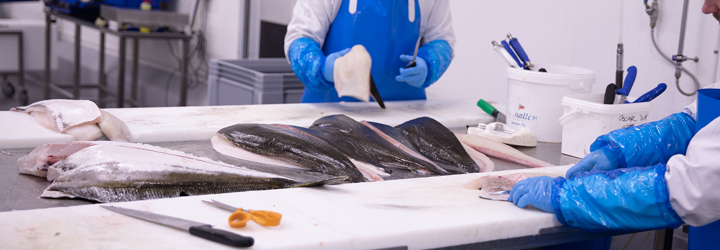 Fisk som fileas till jämnstora portioner för hand